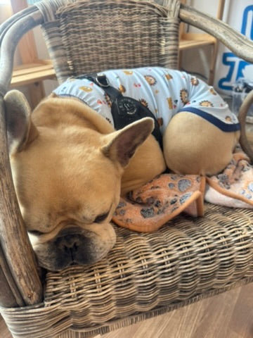 Tutina in cotone garzata per bulldog e altri pelosini