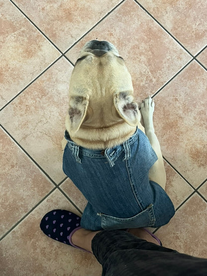 Vestitino in jeans per bulldog e altri pelosini
